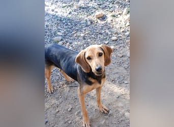 Mary, Liebe, zurückhaltende Beagle ähnl. Schönheit, 4J., kastriert