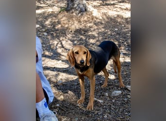 Mary, Liebe, zurückhaltende Beagle ähnl. Schönheit, 4J., kastriert