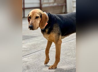 Mary, Liebe, zurückhaltende Beagle ähnl. Schönheit, 4J., kastriert