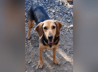 Mary, Liebe, zurückhaltende Beagle ähnl. Schönheit, 4J., kastriert