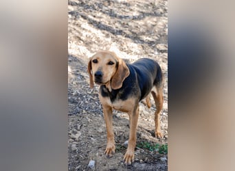 Mary, Liebe, zurückhaltende Beagle ähnl. Schönheit, 4J., kastriert