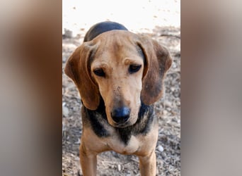 Mary, Liebe, zurückhaltende Beagle ähnl. Schönheit, 4J., kastriert