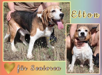 ♦️ Senior Elton ♦️ braucht ein Zuhause !