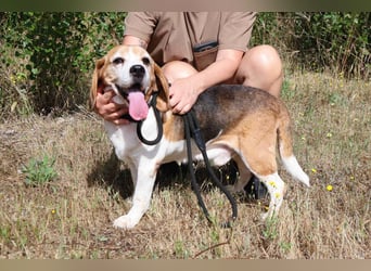 ♦️ Senior Elton ♦️ braucht ein Zuhause !