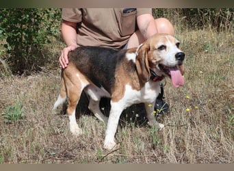 ♦️ Senior Elton ♦️ braucht ein Zuhause !