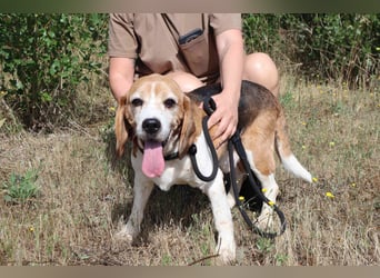 ♦️ Senior Elton ♦️ braucht ein Zuhause !