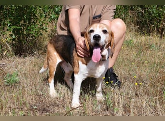 ♦️ Senior Elton ♦️ braucht ein Zuhause !
