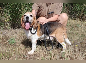 ♦️ Senior Elton ♦️ braucht ein Zuhause !