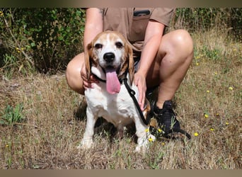♦️ Senior Elton ♦️ braucht ein Zuhause !