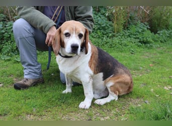 ♦️ Senior Elton ♦️ braucht ein Zuhause !