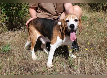 ♦️ Senior Elton ♦️ braucht ein Zuhause !