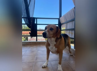 Verschmuster Beagle-Mischling Yannis