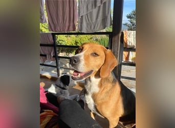 Verschmuster Beagle-Mischling Yannis