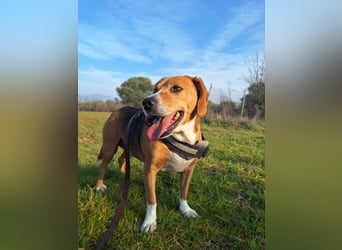 Yannis - verschmuster Beaglemischling sucht warmes Körbchen