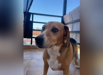 Verschmuster Beagle-Mischling Yannis