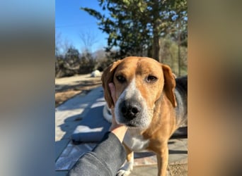 Verschmuster Beagle-Mischling Yannis