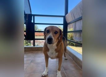 Verschmuster Beagle-Mischling Yannis