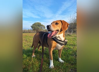 Verschmuster Beagle-Mischling Yannis