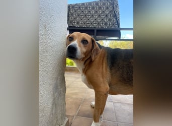 Verschmuster Beagle-Mischling Yannis
