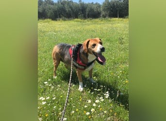 Verschmuster Beagle-Mischling Yannis