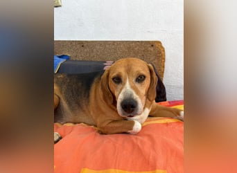 Verschmuster Beagle-Mischling Yannis