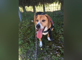 Verschmuster Beagle-Mischling Yannis
