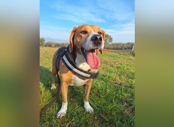 Verschmuster Beagle-Mischling Yannis