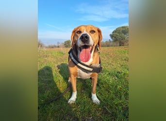 Yannis - verschmuster Beaglemischling sucht warmes Körbchen