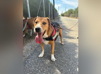 Verschmuster Beagle-Mischling Yannis