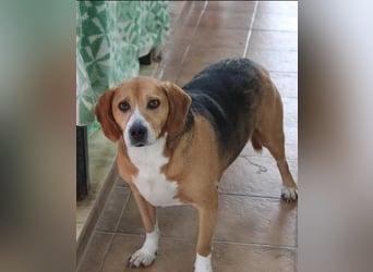 Verschmuster Beagle-Mischling Yannis