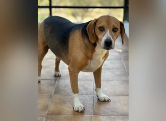 Verschmuster Beagle-Mischling Yannis