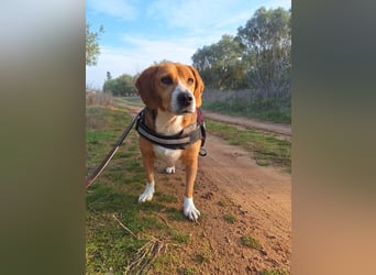 Verschmuster Beagle-Mischling Yannis