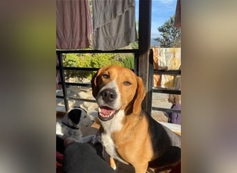 Ruhiger Seelenhund Yannis sucht dich!