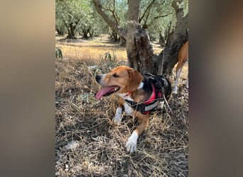 Verschmuster Beagle-Mischling Yannis