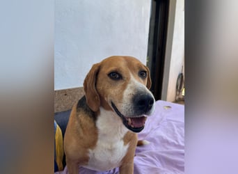 Verschmuster Beagle-Mischling Yannis