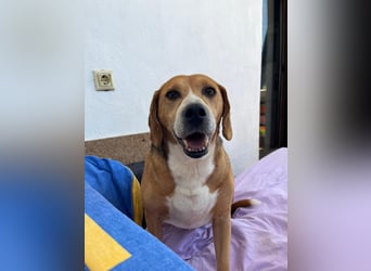 Verschmuster Beagle-Mischling Yannis
