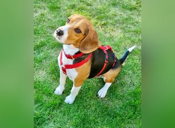 Charlie - familiengeeignet, verschmust und verspielt