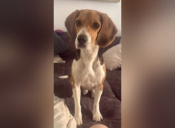 Charlie - familiengeeignet, verschmust und verspielt