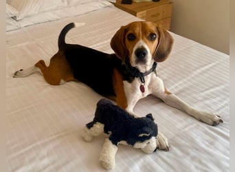 Charlie - familiengeeignet, verschmust und verspielt
