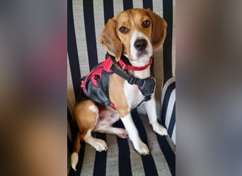 Charlie - familiengeeignet, verschmust und verspielt