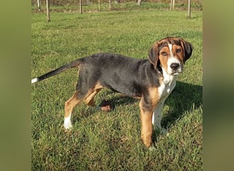 Prince ein ganz toller Welpe