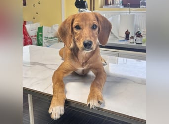 Zippy ein kleiner Freund fürs Leben