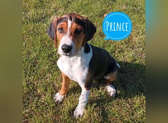 Prince ein ganz toller Welpe