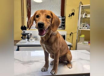 Zippy ein kleiner Freund fürs Leben
