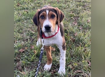 Prince ein ganz toller Welpe