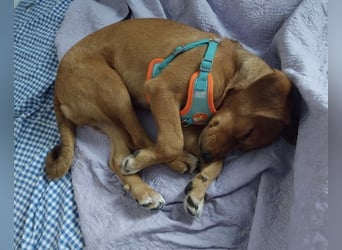 Zippy ein kleiner Freund fürs Leben