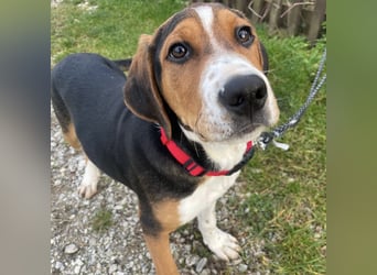 Prince ein ganz toller Welpe