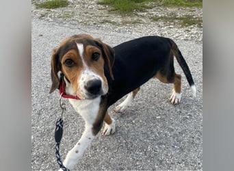 Prince ein ganz toller Welpe