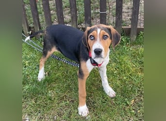 Prince ein ganz toller Welpe