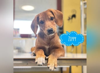 Zippy ein kleiner Freund fürs Leben